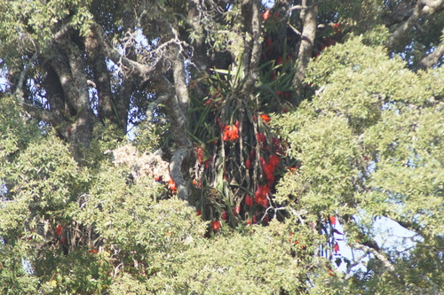 Disocactus speciosus, photograph 3