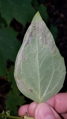 Liriomyza orilliensis