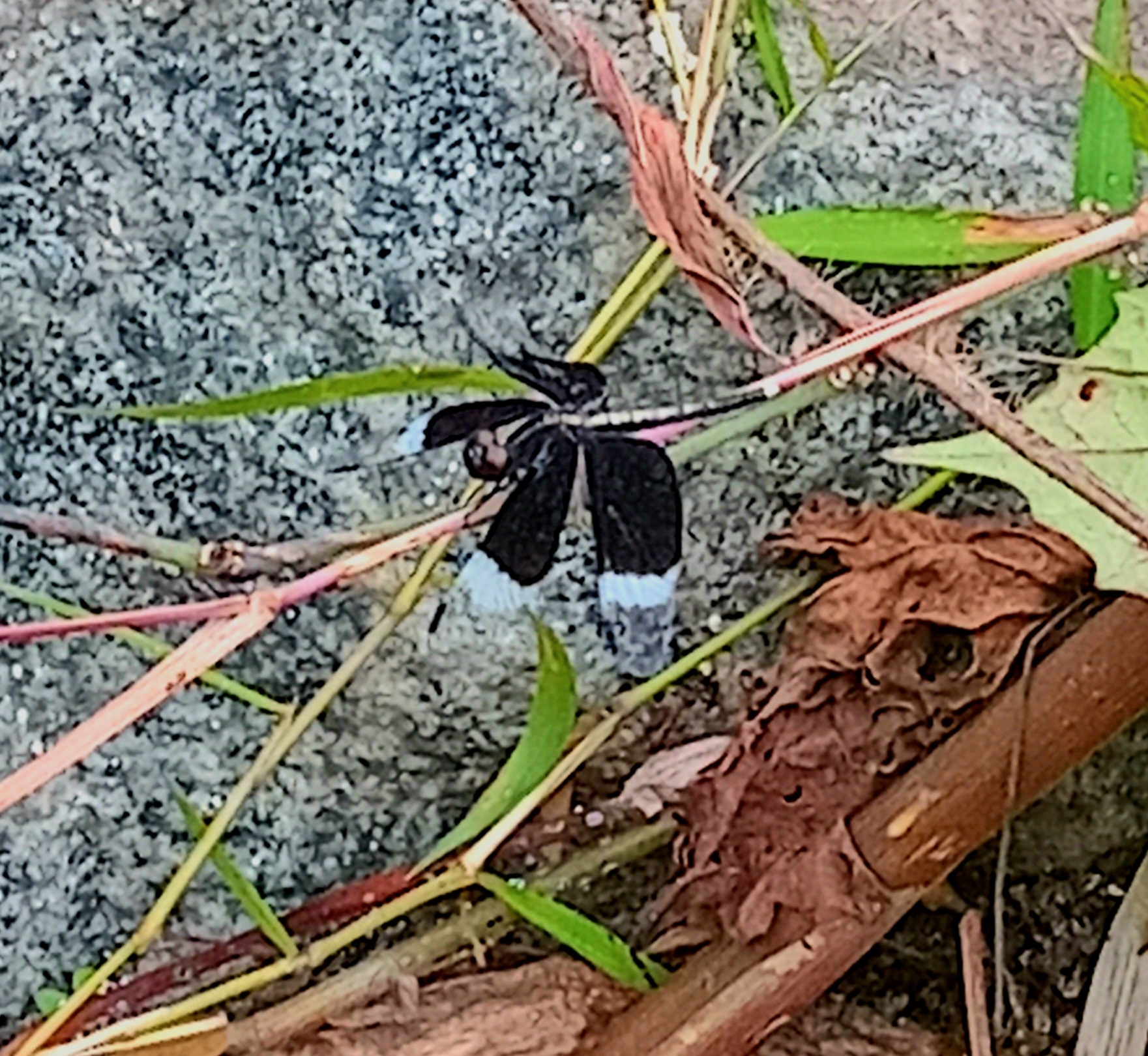 Pied Paddy Skimmer