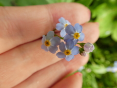 Myosotis