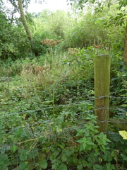 Heracleum sphondylium