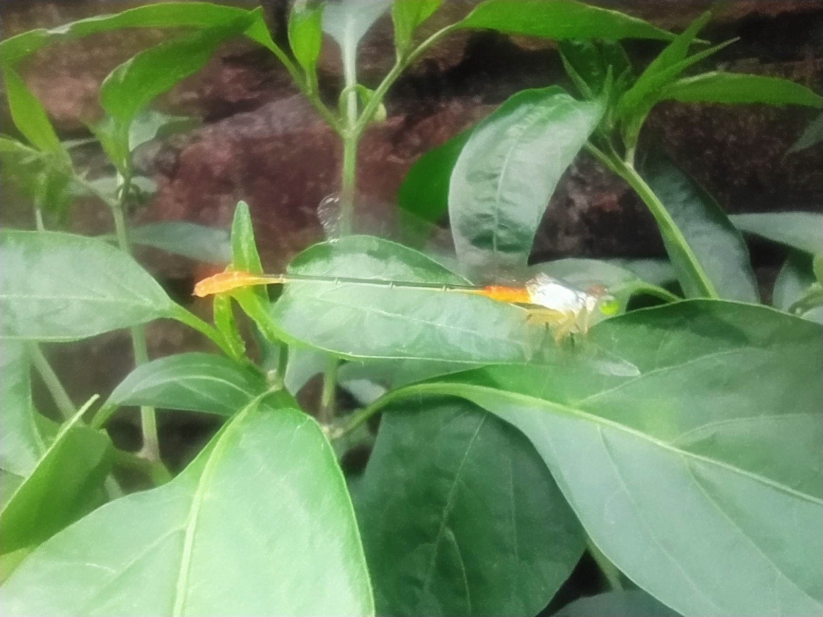 Orange-Tailed Marsh Dart