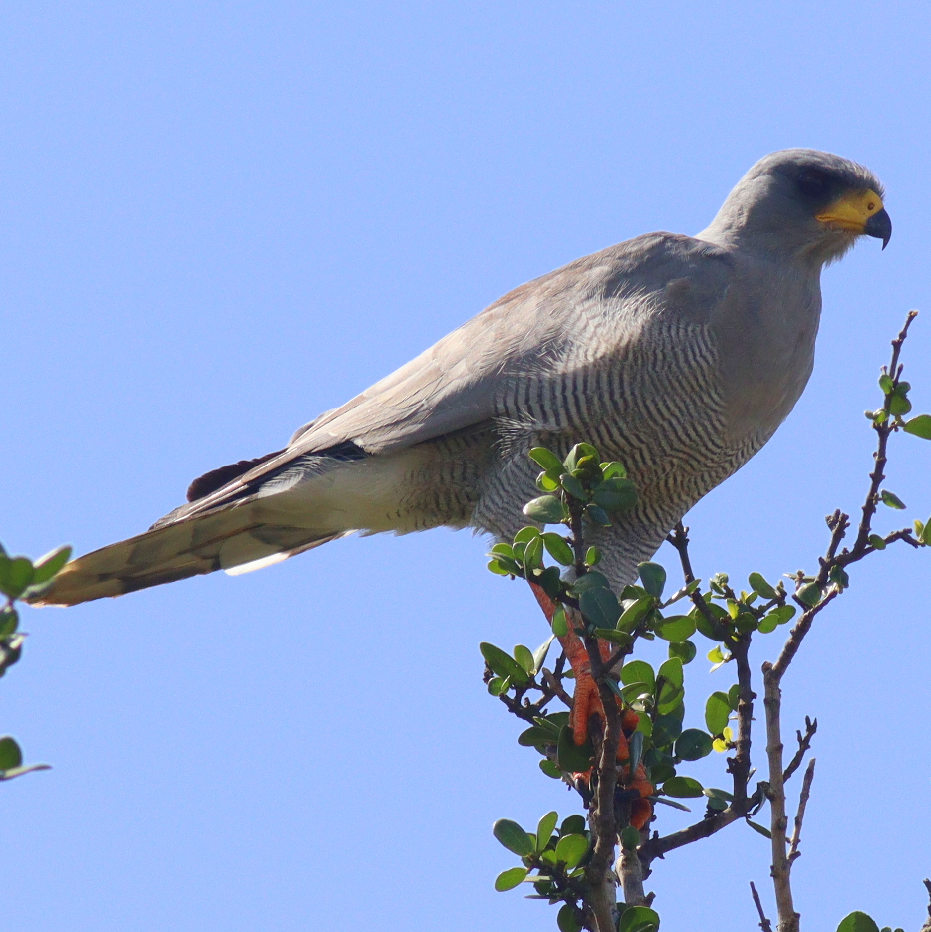 Eastern Chanting-Goshawk (Melierax poliopterus)