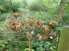 Heracleum sphondylium