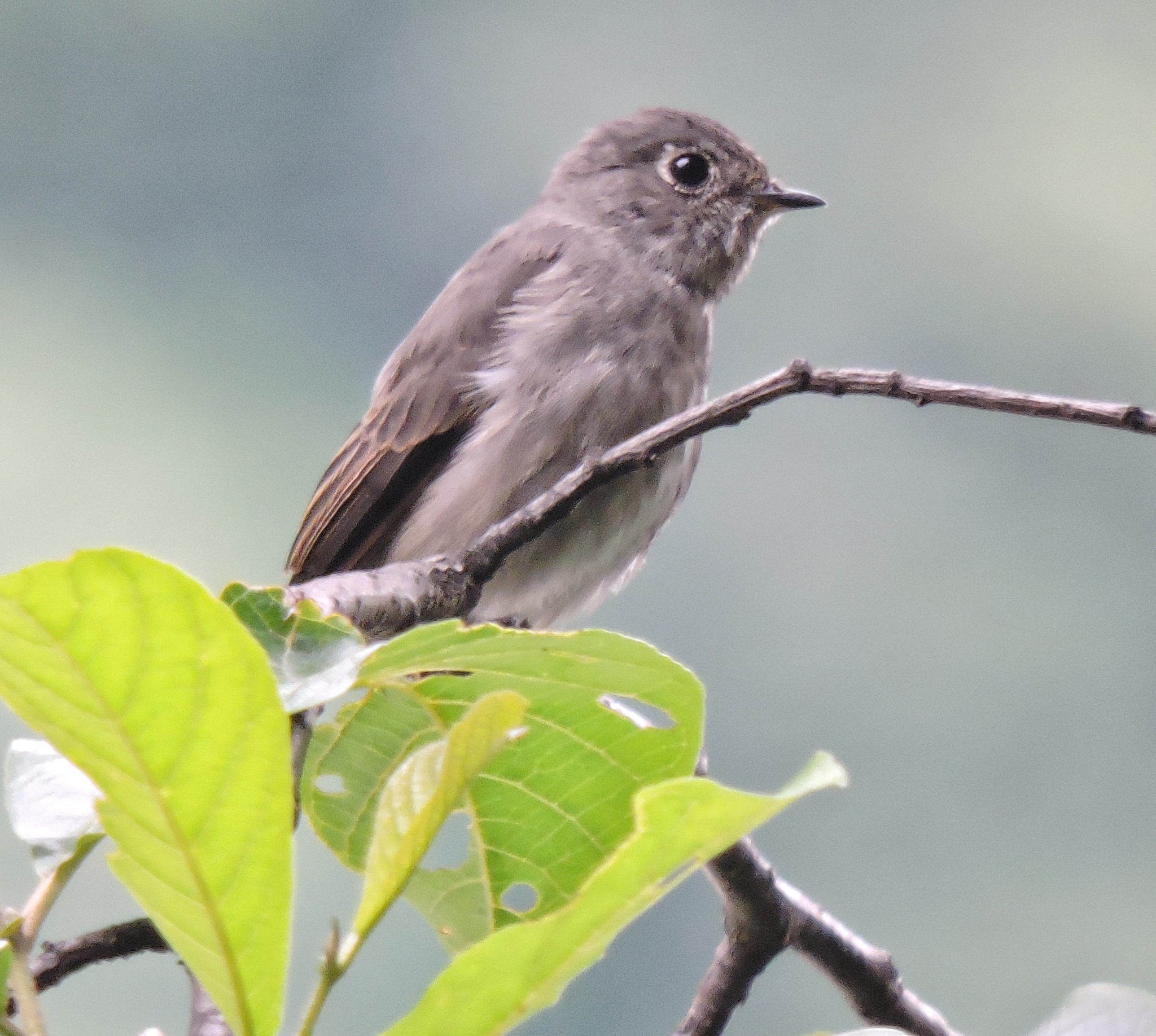 Dark-sided Flycatcher