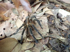 Spinosatibiapalpus trinitatis