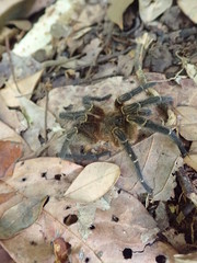 Spinosatibiapalpus trinitatis