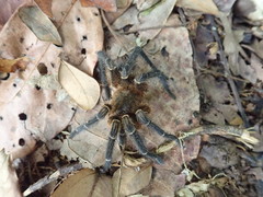 Spinosatibiapalpus trinitatis