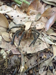 Spinosatibiapalpus trinitatis