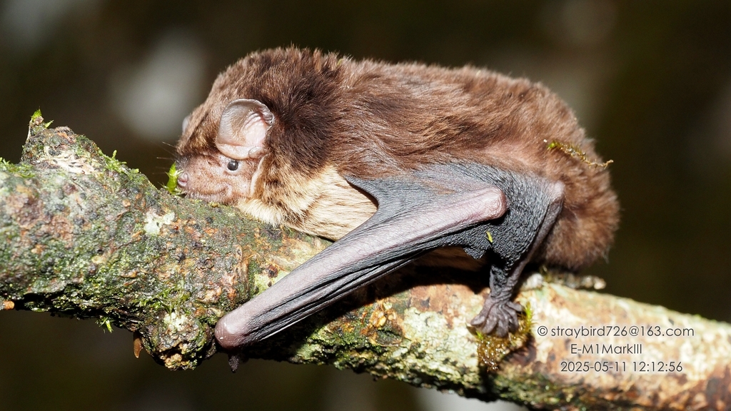 Anthony's Pipistrelle