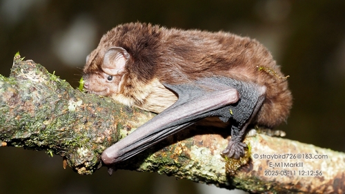Joffre's pipistrelle (Mirostrellus joffrei) — Data Deficient Mammalia