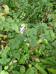 Digitalis purpurea