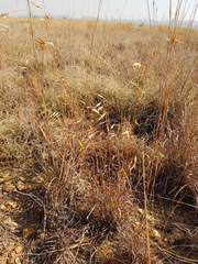 Monocymbium ceresiiforme