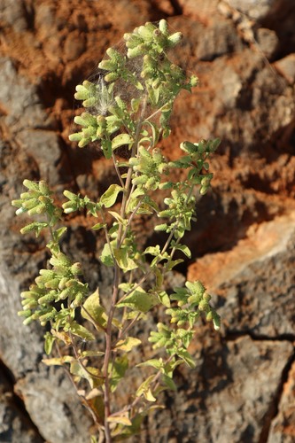 oman hnidák (Pentanema squarrosum)