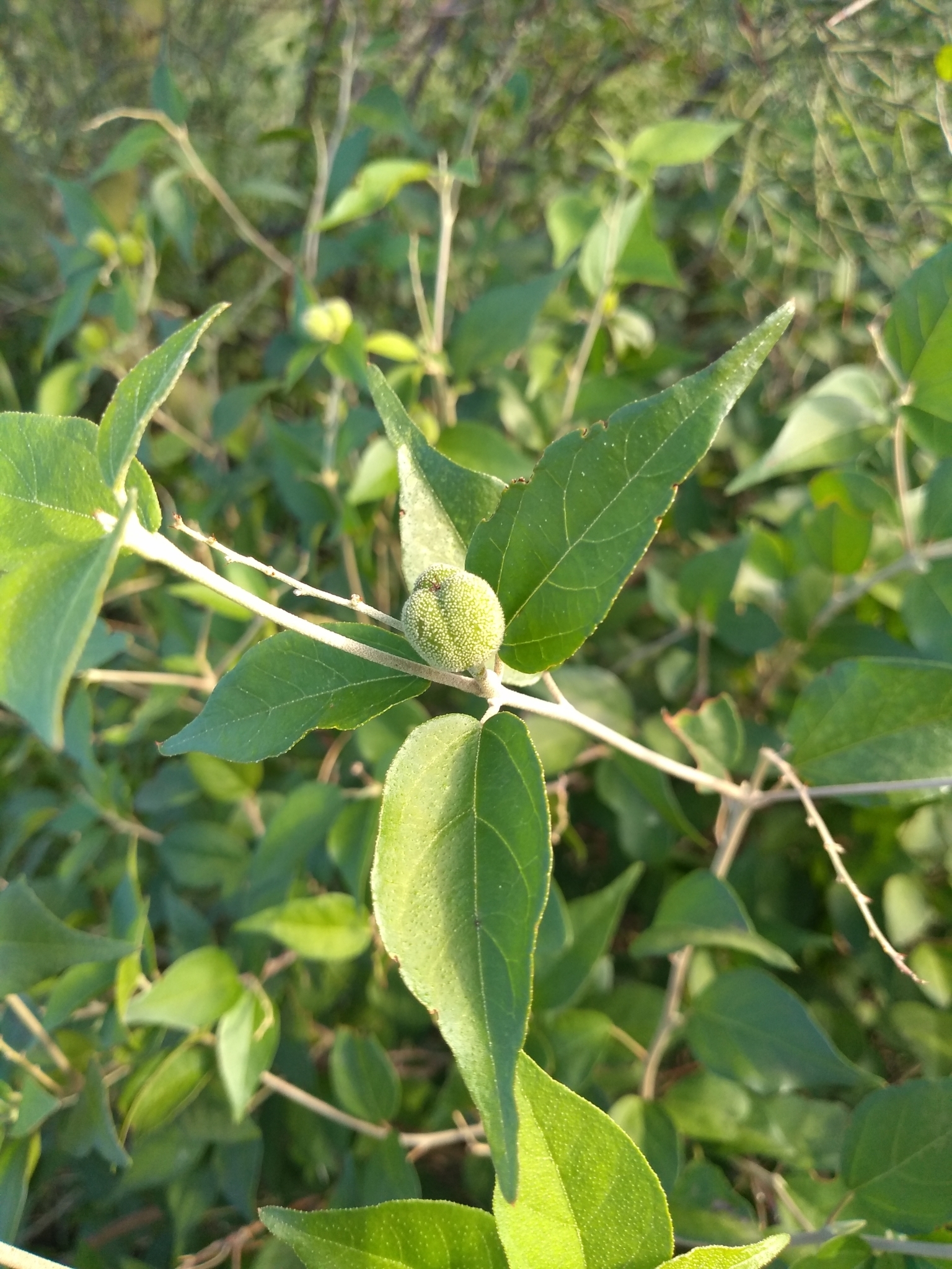 Croton sonorae
