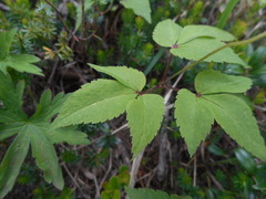 Anemonoides trifolia