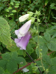 Digitalis purpurea