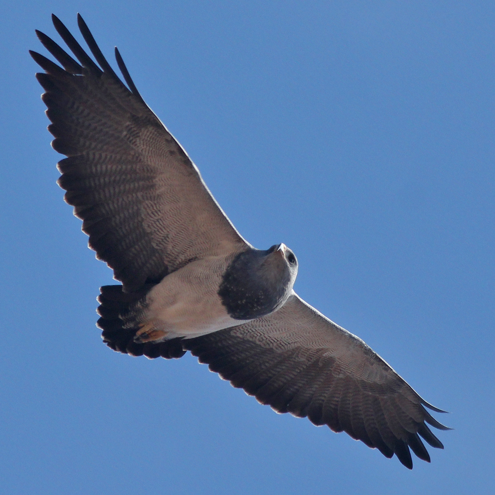 Black-chested Buzzard-Eagle illustration