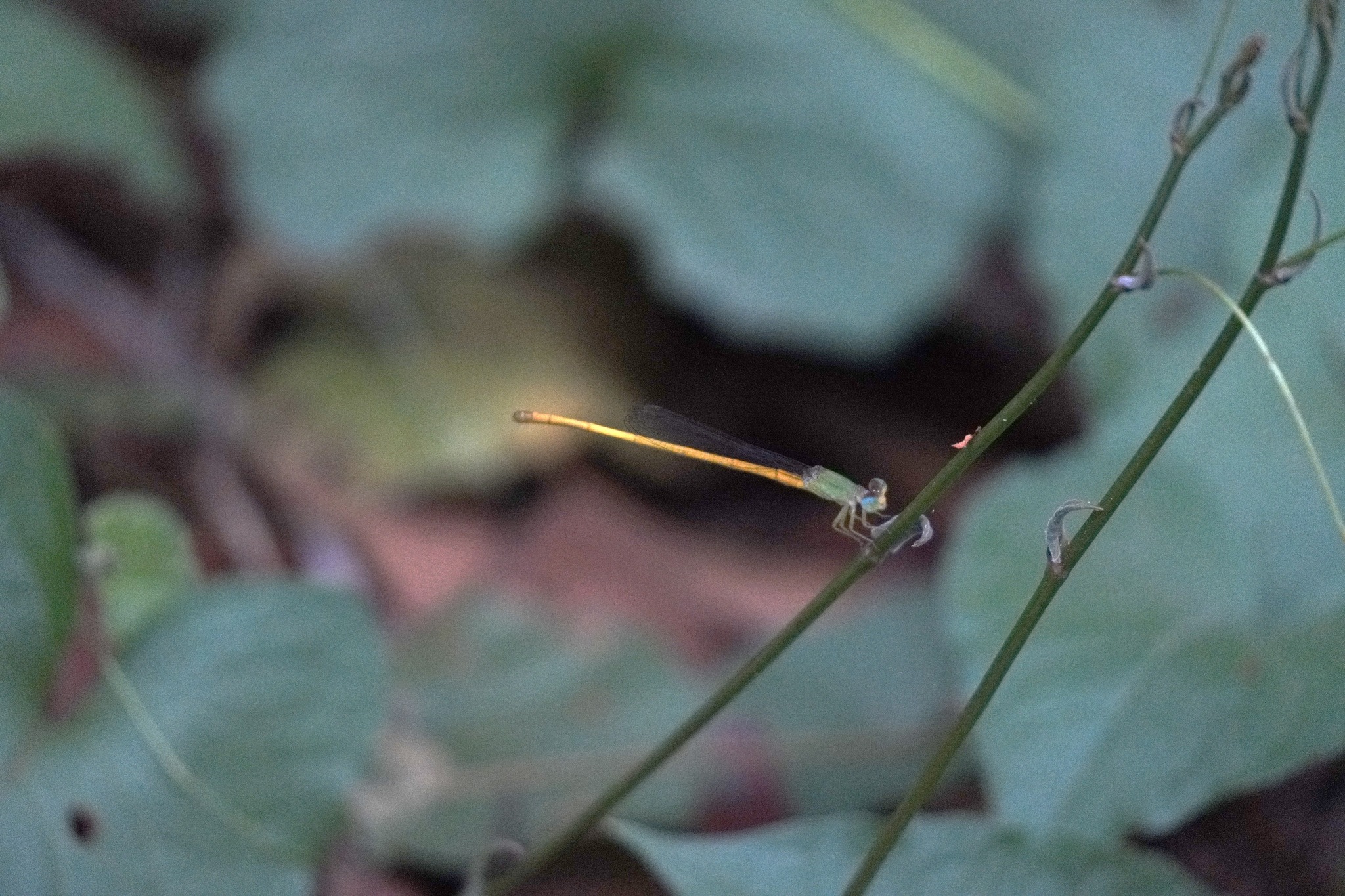 Coromandel Marsh Dart