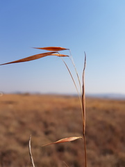 Monocymbium ceresiiforme