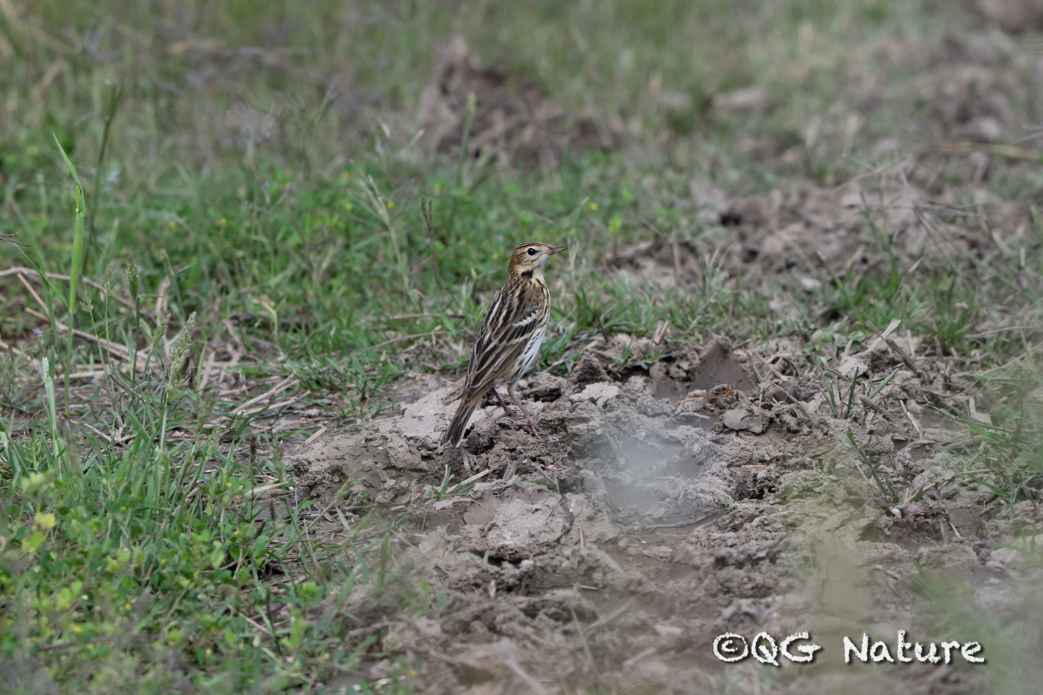 Pechora Pipit