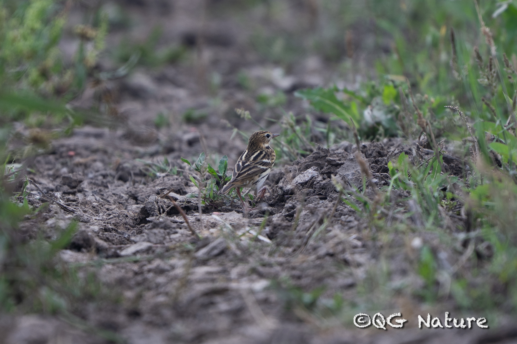 Pechora Pipit