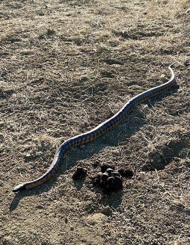 Black-headed Python sighting