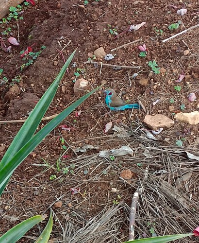 Red-cheeked Cordonbleu