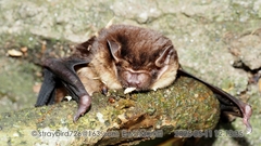 Anthony's Pipistrelle photo 2