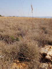 Tristachya biseriata