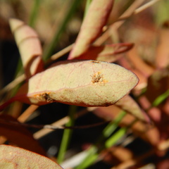 Cronartium comandrae