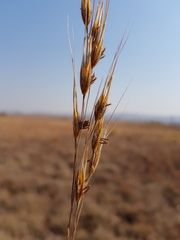 Tristachya biseriata
