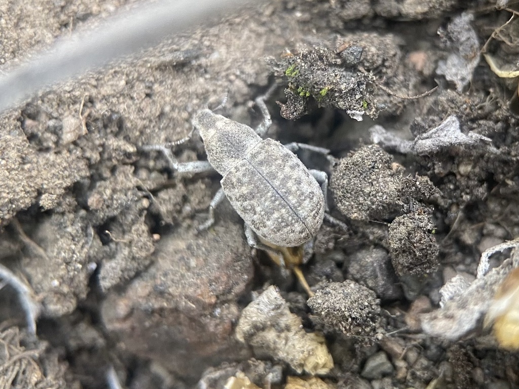 Ophryastes cinerascens