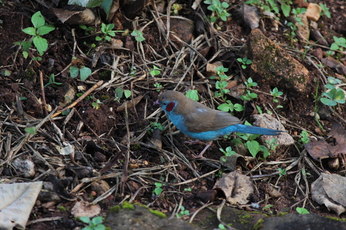 Red-cheeked Cordonbleu