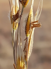 Tristachya biseriata