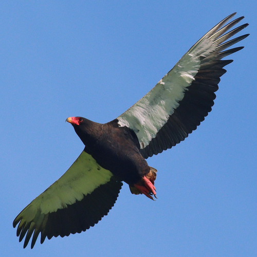 Bateleur (Terathopius ecaudatus), photo 6