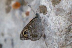 Lasiommata