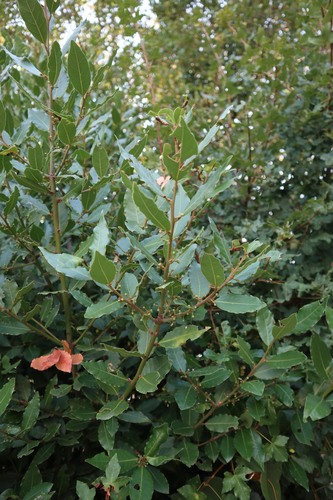 Lovor (Laurus nobilis)