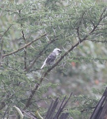 Lybius leucocephalus
