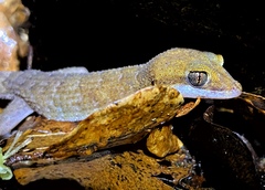 Eborac Slender-Toed Gecko photo 4