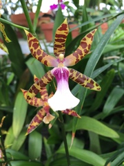 Miltonia clowesii