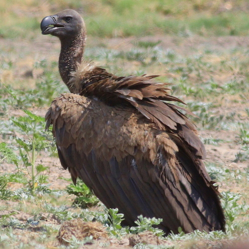 Buitre dorsiblanco africano (Gyps africanus)