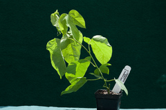 Passiflora platyloba