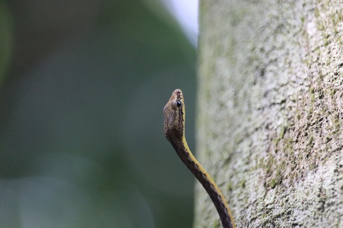 Brown Whip Snake