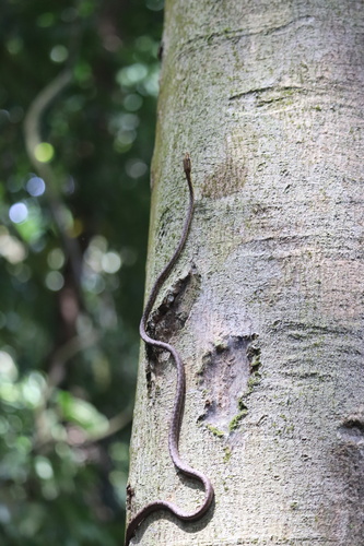 Brown Whip Snake