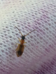Telephanus
