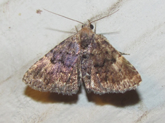 Metalectra miserulata
