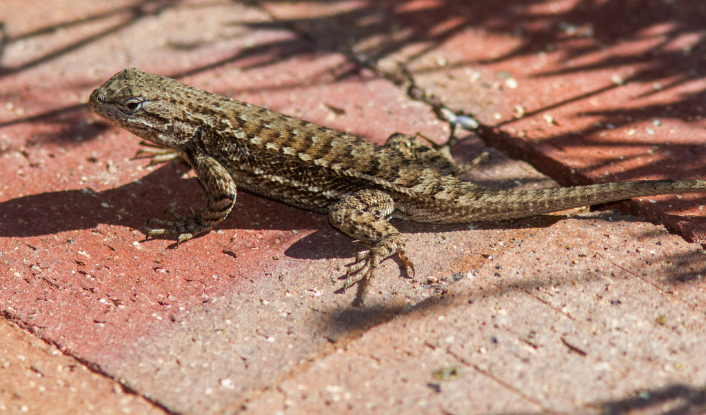 plateau-fence-lizard-lizards-of-highlands-center-for-natural-history