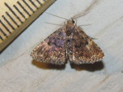 Metalectra miserulata