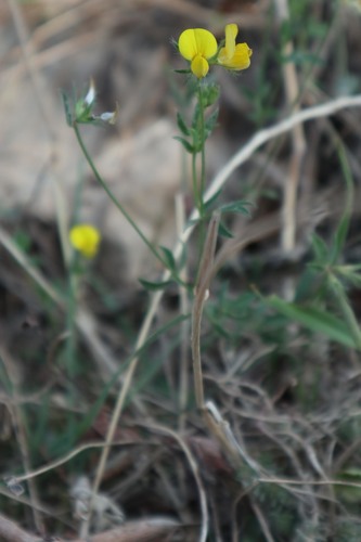 Mahunarke (Fabaceae)
